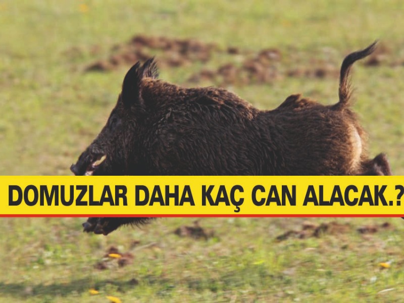 Domuzlar Daha Kaç Can Alacak.?